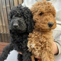 Adopt a dog:DNA tested Standard Poodle Pure Breed/Poodle (Standard)//Younger Than Six Months,Our beautiful and smart puppies are now ready for their new homes.100% pure breed Standard Poodles with clear DNA.Been checked by the vet and come with a clear health certificate!Vaccinated, microchipped and wormed every 2 weeks.Call or text me on ******** 081 if you are interested or if you have any questions! REVEAL_DETAILS Microchip NO:956000015003894956000015007467956000015003784956000015004739956000015005779NCPI Breeder NO: 9003623Pet Exchange Register Source NO: EE190102