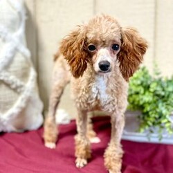 Marko/Cavapoo									Puppy/Male	/8 Weeks,Marko is a beautiful toy Cavapoo who is longing for a new family to call it’s forever home. He is  Vet checked and comes with a 1yr Health guarantee. He is family raised and loves to play. Call me today for more info, Sunday calls will be returned Monday,