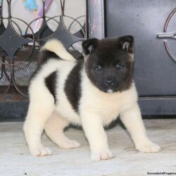 Jodi/Akita									Puppy/Female	/8 Weeks,Jodi is a beautiful and curious Akita puppy waiting to meet you! This friendly pooch loves to explore and will make a wonderful and loyal companion. Jodi can be AKC registered and is vet checked and up to date on shots and de-wormer. The breeders will send this sweet puppy home with an extended health guarantee. If you are ready to meet Jodi, call John and Sadie today!