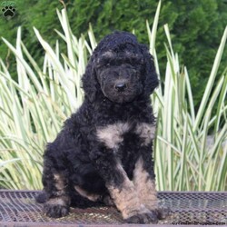Luke/Standard Poodle									Puppy/Male	/8 Weeks,This is a litter of AKC registered standard poodle puppies. They are up to date on their vaccinations and dewormings, and have been vet checked. They are playful, and enjoy being around people. Feel free to call to ask questions, or to set up a time to come visit them. Thanks,