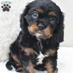 Lucy/Cavalier King Charles Spaniel									Puppy/Female	/8 Weeks,To contact the breeder about this puppy, click on the “View Breeder Info” tab above.