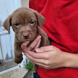 Adopt a dog:Honeycrisp/Terrier/Female/Baby,Honeycrisp is a sweet 6 week old puppy.  She was born in a shelter in the South and was transported to our rescue at 1 week old. Her mom took good care of her and now this pup is ready to find a Furever Home.  If interested in adopting please call Gerry at 914 346 1319 or email Debbie at robanddeb79@aol.com.