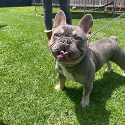 Adopt a dog:blue French bulldog female/French Bulldog//Younger Than Six Months,8 weeks old on the 20th SeptemberPedigree French Bulldog puppyEllis Frenchies has 1 gorgeous chunky baby ( 3boys 3 girls)available to the very best of homes!!Please call or text ******3194 REVEAL_DETAILS MDBA 17614All our babies are raised inside our home with our children and other pets, they are very well socialised and loved.They will leave*Health checked by a licensed veterinarian ( health certificate)* microchipped*953010005792630* vaccinated* up to date with worming* limited registration with MDBA* mains can be arrangedLast 2 pictures are of the parent ( mum is blue brindle, dad is lilac and tan)