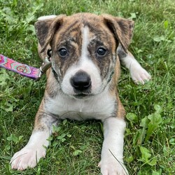 Adopt a dog:Buck/Pit Bull Terrier/Male/Baby,9/14/22
More puppies looking for homes!
Everyone meet our 