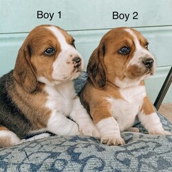 /Beagle//Younger Than Six Months,Our Beautiful family dog Bonnie has had some puppies and because as much as we’d love to keep everyone of them that’s not going to happen.So please send me a text message on ******** 667 if you’d love to have one of her beautiful baby’s.