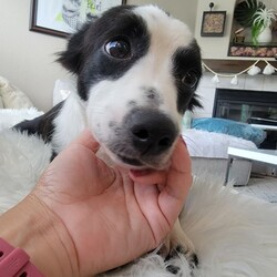 Adopt a dog:Tuesday/Border Collie/Female/Young,Hello Everyone! My name it Tuesday. If you think my name is cute. Please check out my shelter friend named Wednesday who is also on our website! I am a 1 year old female mini border collie / heeler mix. I am 17 lbs. My foster mom says I can put on some weight since I am so skinny. What do you expect?! I came REALLY scared from the shelter before coming to my comfy foster home now. However, I'm still looking for my permanent place to crash. Can it be yours?

This is what my foster mom has to say about me :
Tuesday is as docile as a sweet dog can get. She walks well on the leash when she is familiar with her surrounding but is not very keen to walk very fast if introduced to a new place. She will look to her human to reassure her with an encouraging voice. She is almost fully house broken. I will say we're at a 90% success rate. I believe with a solid routine she will understand that going outside is not just play time. It's also potty time. If you love a cuddly needy dog. Tuesday is the one for you. She does well on car rides as long as you show her she isn't just going somewhere scary (shelter, vet) I think she was afraid of car rides when I first got her because she only had poor experiences. Now she has gained her confidence and will willingly go into her crate in my car as she knows we're either going home or going off to the office. She may not be winning fetch awards (mainly because I think she just doesn't know how and doesn't know what to do with toys) She will definitely win your heart over with her snuggling skills and those huge doll eyes.

She sleeps quietly on her bed in her crate at night and has learned that is her safe hang out place. She is with me most of the day as I bring her to my office and she willingly puts herself to sleep in a crate at my office (with the door open). As long as she can see you she doesn't have a problem quietly hanging. She is quite the smart cookie. If your daytime routine consists of long morning walks while coming home for a night of snacking, snuggling and romantic comedies. She will be very happy to hang and do all of those with you as she does with me. She will need to gain some confidence as she is quite shy and unsure of herself. But I think with some time and lots of love she will flourish beautifully. She may be your perfect girl.

Tuesday's adoption fee of $350 includes vet exam, age appropriate vaccinations up to the point of adoption, fecal test, wormer, spay and microchip. A secure privacy fenced yard, no pool and children over 5 years are required for her safety.

If you live in the Austin, TX area and are interested in adopting, please fill out our rescue's application: http://forgottenfriendstx.org/adoption-application/

Adoption decisions are based on the best overall match and not done on a first-come-first-serve basis. Thank you for your interest!
