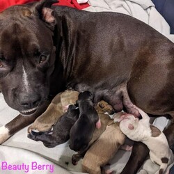 Adopt a dog:Drax/Pit Bull Terrier/Male/Baby,This is one of Beauty Berry's sweet puppies 8 weeks old soon. They are all healthy, playful, adorable puppies available for adoption Sept. 28th in Lakeland.