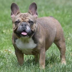 Jasper/French Bulldog									Puppy/Male	/9 Weeks,Jasper is a beautiful lilac and tan male French Bulldog puppy.  He is a lover and likes to play and be held.  He has been raised in my suburban home with my family, where he thrives on giving and receiving lots of love. 