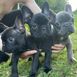 French Bulldog Puppies / carry testable and LHG/French Bulldog//Younger Than Six Months,3 beautiful puppies left looking for their forever homes 
