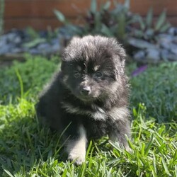 Adopt a dog:Pomeranian puppies - ready to go!/Pomeranian//Younger Than Six Months,We have some stunning Pomeranian pups available. Pups are currently all microchipped, first vaccination done and a vet health check completed. They had 1/3 Aussie Pom (Australian Shepherd X Pomeranian) in them, they will be small compact and fluffy.Price varies depending on colour.Pomeranians are incredibly intelligent, playful and loving.Responsible Pet Breeders Australia - breeder number: 5259BIN: 0010706365198Please feel free to contact us here, or on our social media.Facebook - Pomsky & Aussie Pom Pups - Gold CoastInstagram: @fluffyduffypuppie