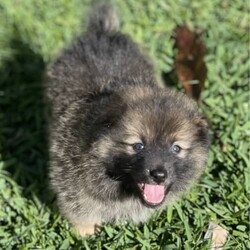 Adopt a dog:Pomeranian puppies - ready to go!/Pomeranian//Younger Than Six Months,We have some stunning Pomeranian pups available. Pups are currently all microchipped, first vaccination done and a vet health check completed. They had 1/3 Aussie Pom (Australian Shepherd X Pomeranian) in them, they will be small compact and fluffy.Price varies depending on colour.Pomeranians are incredibly intelligent, playful and loving.Responsible Pet Breeders Australia - breeder number: 5259BIN: 0010706365198Please feel free to contact us here, or on our social media.Facebook - Pomsky & Aussie Pom Pups - Gold CoastInstagram: @fluffyduffypuppie