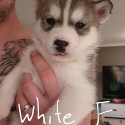 Siberian Husky Puppies/Siberian Husky//Younger Than Six Months,5 beautiful female pups still looking for there new forever homes :)They are currently 9 weeks old and ready to go asap :)Pups come Microchipped, vaccinated and documents :)Photo of mum and dad attached alsoPups are very playful and very friendly love to be around other people and kids :)We own mum and dad and they're both very well looked after dogs :)