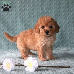 Bella/Toy Poodle									Puppy/Female	/7 Weeks,Say hello to this adorable Toy Poodle puppy ready to snuggle into your lap! This precious pupy is well socialized and family raised. The soft coat and loving eyes make make this puppy special! If you are hoping to adopt a lovable little angel consider calling to meet our puppies today!