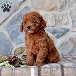 Ricky/Toy Poodle									Puppy/Male	/9 Weeks,Meet this handsome Toy Poodle puppy with beautiful eyes and a sweet disposition. This friendly pup is vet checked, up to date on shots and de-wormer, and comes home with a health guarantee provided by the breeder. He is socialized and being family raised with children, so he will make a wonderful addition to your family!  If you would like to meet this happy-go-lucky pup, call us today!