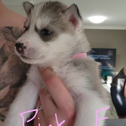 Siberian Husky Puppies/Siberian Husky//Younger Than Six Months,5 beautiful female pups still looking for there new forever homes :)They are currently 9 weeks old and ready to go asap :)Pups come Microchipped, vaccinated and documents :)Photo of mum and dad attached alsoPups are very playful and very friendly love to be around other people and kids :)We own mum and dad and they're both very well looked after dogs :)