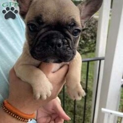 Puppy 1/French Bulldog									Puppy/Male	/6 Weeks,He is looking for a forever home, he is 6 weeks right now and is almost ready he’ll get his deworming shots vet check at 8 weeks. He’a AKC registered, if you have any questions or am interested feel free to contact my number.