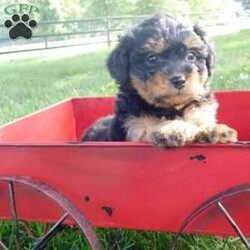 Mocha/Mini Bernedoodle									Puppy/Female	/9 Weeks,To contact the breeder about this puppy, click on the “View Breeder Info” tab above.