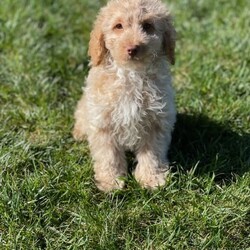 Mini Aussiedoodle puppies/Australian Shepherd Dog//Younger Than Six Months,Highly sought after designer breed, the aussiedoodle is a cross between the Australian Shepard and a mini poodle, they make excellent family pets due to their intelligence and loyaltyChocolate Merle male: $3500. SOLDBlack male: $3000. SOLDApricot male: $2500Can assist with local delivery and interstate transport