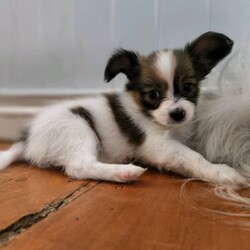 Adopt a dog:Female pure Papillion/Papillon//Younger Than Six Months,8 weeks old beautiful pure-bred Pappillion puppy for sale. Great small breed family pet. First Vax and microchipped.