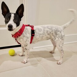 Adopt a dog:Elle (VA)/Rat Terrier/Female/Young,Playful 1-year-old Elle is just about the cutest 'adult puppy' you're ever going to meet! At 18 lbs., she's fully grown, but she has the energetic 'what-shall-I-get-into-next' attitude of a toddler. She loves playing with her toys (including the tags that she may chew off), collecting interesting souvenirs in her mouth while on her walks, and helping her foster mom with gardening by taste testing every herb growing on the deck! She's working hard at her potty training and currently sleeps soundly up to five hours in her crate at night. She is also mostly accident free during the day. If you continue to provide her with a consistent schedule of outdoor potty breaks, she'll reach house-training mastery in no time.

Elle seems more calm and confident with a fellow canine around, so she would do best in a home with another dog. And she hopes her new family loves physical activity as much as she does. She's a fun-loving gal, who plays hard and snuggles with all her heart. If you nurture Elle with exercise, consistency, and plenty of belly rubs, she'll make one 'Elle' of a great dog! See more photos of Elle in her online album at https://imageevent.com/newrattitude/elle .

Our adoption fee is $200 for adult dogs or $250 for puppies under 6 months old.
If you are interested in adopting this dog, PLEASE READ THE DETAILED ADOPTION PROCESS information on our website at www. NewRattitude.org/adopt/ From there, you can access our adoption application or contact our Adoption Team for more info.