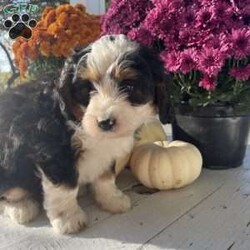 Pink Girl/Mini Bernedoodle									Puppy/Female	/8 Weeks,Pink is a Beautiful Tri colored girl that will brighten your world!  She is one of two girls available that were born to our beautiful Bernese Mt Dog Neo.  