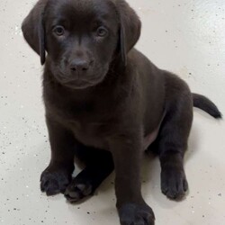 Zipper/Chocolate Labrador Retriever									Puppy/Female	/9 Weeks,To contact the breeder about this puppy, click on the “View Breeder Info” tab above.