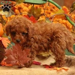 Reddy/Miniature Poodle									Puppy/Male	/8 Weeks,Here comes the cutest red Mini Poodle you will ever meet! This adorable puppy is up to date on shots and dewormer and has been seen by the vet! The breeder raises the puppies in their house to make sure each puppy receives extra attention and socialization. If you are searching for a puppy who will be the perfect house dog contact the breeder today!To contact the breeder about this puppy, click on the “View Breeder Info” tab above.