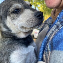 Adopt a dog:Winston/Norwegian Elkhound/Male/Baby,Winston is a handsome 10 week old male Husky Shepherd mix who is looking for a new furever home.  He gets along great with other dogs and will be fine with children, too.  Winston is neutered, up to date on puppy shots, and microchipped, too.  If you think he might fit into your home, please contact me at debwolfecorgis@gmail.com for an application.  His adoption fee is $299.00.