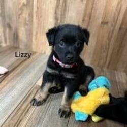 Adopt a dog:Lizzy/Newfoundland Dog/Female/Baby,You can fill out an adoption application online on our official website.Newfie/Shepherd/LabLizzy is the sweet girl in this litter of Newfie/Lab/Shepherd mixes. Lizzy is playful and happy and has the most amazing expression. She loves to play with her 6 brothers and never backs down from a game of romp and tug of war. She is no wall flower and would love another doggie friend to pal around with.

Please contact her foster mom directly at 3bigblkdoglover@gmail.com. You must have a preapproved application with our dog rescue to potentially meet a puppy. You can find the application link at Homewardbound2u.rescuegroups.org