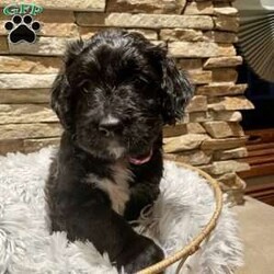 Rubi/Bernedoodle									Puppy/Female	/8 Weeks,Rubi is shy and a sweetheart!  Loves to be held and will give tight hugs!  Perfect companion dog! 