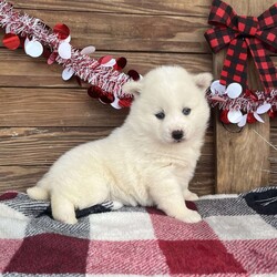 Glory/Pomsky									Puppy/Female	/5 Weeks,Glory is a awesome puppy.  She will make you happy to have her share your home for the holidays.  She loves to cuddle and give kisses.  She has had her first shots and de-wormed.  Call William and Betty at 302-538-3458.