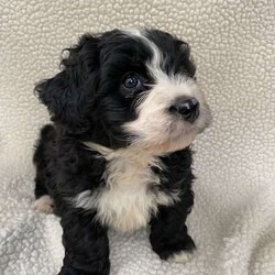 Grayden/Bernedoodle									Puppy/Male	/183 Weeks,Grayden is a beautiful Bernadoodle male puppy. He loves to play and be around people. Grayden has been vet checked and is up to date on shots and deworming. He was born September 4th and is ready for his new home. Please call or text 330-465-5641 