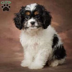 Murphy/Cavapoo									Puppy/Male	/9 Weeks,To contact the breeder about this puppy, click on the “View Breeder Info” tab above.