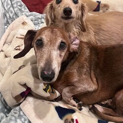 Adopt a dog:Macon (and Nika)/Dachshund/Male/Senior,You can fill out an adoption application online on our official website.Macon & Nika

Macon and Nika are an 11-year old bonded pair from Alabama. Macon is a red, brindle, frosty faced, smooth coat gentleman and Nika is a longhaired, petite, English Cream little lady. Both have received full dental work and have clean bills of health. Both had several teeth removed and require their hard kibble to be soaked in water until soft or have canned food, which they both really like!

Despite their senior status, these two don't let their age get in the way. They are equally outgoing and love to run around with their foster friends, and would be open to living in a home with other dogs. The pair is as snuggly as they are energetic though! Nika and Macon would love to curl up in your lap or burrow alongside you in bed, but are also happy to snuggle up in some blankets together. Macon loves to have his ears scratched and Nika is quick to roll over for some belly rubs.

If you're interested in adding two furry friends to your family, you can apply at www.fureverdachshundrescue.org.
We encourage adopters from all over the Greater New England Area and will do our absolute best to accommodate you in arranging for transportation if you choose to adopt a dachshund from FDR. If your dachshund of choice is coming from a state other than the one you reside in, there will be an additional $60.00 Health Certificate Fee that is required by law. Thank you for supporting a dachshund in need.