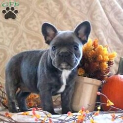 Paisley/French Bulldog									Puppy/Female	/8 Weeks,Check out this super snuggly French Bulldog puppy, Paisley! This brave pup is vet checked and up to date on shots and wormer. She can be registered with the AKC, plus comes with a health guarantee provided by the breeder! Paisley is very outgoing and she is currently being family raised with children, making her a great addition to your family home! If you would like more information on this kissable pup, please contact Elam & Rebecca King today!