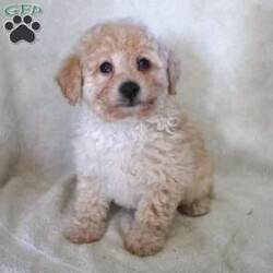 Natalie/Miniature Poodle									Puppy/Female	/8 Weeks,Here comes a precious Mini Poodle puppy with lots of love to share! Their gorgeous coloring is not the only thing that makes this puppy cute! Wait until you come meet them to see for yourself! To learn more about adopting this loving puppy call the breeder today! 