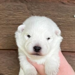 Quality Registered Japanese Spitz Male Puppy/Japanese Spitz//Younger Than Six Months,Maemuki Japanese Spitz have a beautiful baby boy for sale, who can go to his new home on the 24th December 2022 from Turramurra (Sydney). We anticipate he will mature to be a beautiful looking boy, particularly noting his parents ("Marshall" and "Maya") are high quality Japanese Spitz who have attained their Australian Championship Titles.Dad "Marshall" hails from Melbourne and has been an excellent producer and enjoyed success in the show ring. He is a very soft and sweet natured boy, being extremely easy to live with.Mum "Maya" was bred by us and has recently enjoyed a lot of success in the showring prior to maternal duties, winning best Female Japanese Spitz at our Japanese Spitz only shows in Brisbane. She is a very athletic and sweet bubbly girl.We are very serious breeders who are passionate about all things Japanese Spitz. As a result, we aim to breed high quality dogs who possess strong conformation, who are great examples of the breed, as well as importantly displaying excellent temperaments and health. We showcase our dogs at dog shows, as we are proud of the quality of our dogs and strive to continually maintain a high quality.Additionally, we have strong breeding principles and are strongly invested in our dogs. No expense is spared in raising and caring for our dogs and puppies and they are raised within the comfort of our home. Both the parents have been vet cleared for Patella Luxation, the biggest issue in the breed. You can find out more about our initatives in our Health testing portion of the website.This little man will come with:- Dogs NSW pedigree papers- Micro-chipped- 1st lot of vaccinations completed- Lifetime breeder support- Regularly wormed- Administered first round of flea and tick treatmentPuppy Pack including:- Toys- Blanket- Puppy preparation reading materials- Slicker brush- Shampoo- Dry puppy foodWe encourage you to get in touch and to also have a look at our website to get a feel for us and our dogs. I have included some photos of the puppy's 3/4 brother, the puppy, father and mother. We are very much looking forward to seeing who will take this guy and become part of our Maemuki Japanese Spitz family.