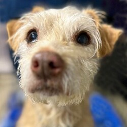 Adopt a dog:Piggy/Wire Fox Terrier/Male/Senior,This is one cute Piggy! Piggy has charm galore packed into his little 10 pound, 10 year old body! Piggy is good with dogs of all sizes and is keeping his crate clean at the kennel. He rides quietly in the car and walks nicely on the leash. Piggy is happy to jump in your lap or hang out by your lap. He isn't thrilled with the crate life so would prefer a home that won't crate him and allow him full access to the home. Please send an email if you would like to learn more about adopting Piggy at adoptme@cockerspanielrescue.com. Piggy is located in the Alexandria, VA area.