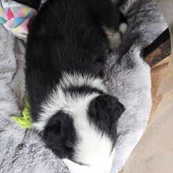 AUSTRALIAN SHEPHERD PUP 6WKS. F. purebred/Australian Shepherd Dog//Younger Than Six Months,REGISTERED BREEDER Responsible Pet Breeder’s Association accredited full member 654SOLD. But I do have 2 siblings available!PLEASE READ ADVERT CAREFULLY!Hello my name is Elizabeth [Lizzy]!!! I am an outgoing, adventurous, loving, inquisitive, black tri-colour Aussie Shepherd, from disease and cancer-free bloodlines. I seek an active home, where I can be doing whatever you are doing, much of the day, every day. I am on the mediumly active end of the spectrum of an energetic breed. Being an Aussie I have a low boredom threshold, which means I absolutely cannot be left alone for long periods during the day. Human mum [Mum] says I am a ‘responsible’ dog, so I will take care of you and your family when I grow up! I am very eager to learn what you want me to know and do!I am the product of a careful breeding programme. I am vet checked, microchipped, vaccinated c5 so you can get me out of the house at 11 weeks. Mum says she has a great buyer’ community with Whatsapp groups, facebook groups, reunions, etc and she follows dogs she bred, for life which is one of many ways she knows I am from disease and dysplasia free bloodlines! Apart from full testing of course. My new family will get a huge puppy pack, with all the information you could ever need for my whole life!The sort of home that would suit me is a busy family with active teenagers, or groundsmen, boatbuilders, riding stables, mountain bike jump builders, farmers, small holdings, or trades that can take me to work. I am very intelligent, easy to train and adaptable. I would not suit you if you are working from home all day on the computer, I would get bored and eat your toes and computer leads!I love kids and other dogs. I have been brought up running free in a back yard with trees and bushes, not in a pen/run! I am very well socialised and love my tummy rubs!I am sold strictly on a non-breeding basis. I also have a litter brother available, who is red coloured with a beautiful ruff and who is not as active as me.I am friendly, loving and very healthy. I am ready to go around 4 Nov, but mum requires minimum 3 visits, so I know you and welcome you, before I leave. If you are from out of town this can be done in a weekend.Mum says sorry she does not fly pups or ship interstate, but my rellys are all over WA! Please text us on ******** 074 and describe why you are the perfect people for me, and your experience with similar dogs. Please be aware that we may or may not reply on a different phone number that you can check against our breeder’s registration. REVEAL_DETAILS Nb my nose will turn black in a few months.