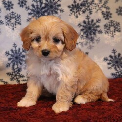 Chrissy/Cavapoo									Puppy/Female	/10 Weeks,To contact the breeder about this puppy, click on the “View Breeder Info” tab above.
