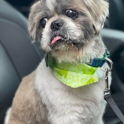 Adopt a dog:SISCO!/Shih Tzu/Male/Senior,MEET SISCO!

Somewhere around 10-12 years old, Sisco the Shih Tzu was surrendered to Philly's animal control shelter in his golden years after his original owner passed away. Luckily, Sisco was  lucky to land in a loving foster home where he's been able to recover from his stint in the shelter and catch up on some vet care that was preventing him from feeling his best. Now that he's a new man, he's ready for a new home!

Sisco is the perfect balance of gentle old man and playful pup. He loves everyone he meets, kids and pets included! He's currently in foster care with a couple other dogs and a couple cats and gets along with them wonderfully! He's also a gentleman at the groomer and a great 