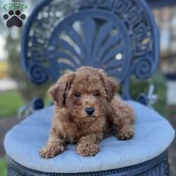 Lance/Miniature Poodle									Puppy/Male	/10 Weeks,To contact the breeder about this puppy, click on the “View Breeder Info” tab above.