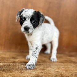 Adopt a dog:Seattle/Australian Cattle Dog / Blue Heeler/Female/Baby,The spectacular 