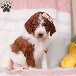 Myrtle/Standard Poodle									Puppy/Female	/7 Weeks,Meet the cutest little Standard Poodle baby named Myrtle. This baby might just be that missing thing in your life. With their beautiful soft coat of fur, you will fall in love with the minute you see these babies. They have been loved on and played with since day one. And will be sure to give you lots of puppy kisses when you visit these sweet babies. With their sweetest personality, they will easily adapt to their forever homes. The mama to these adorable babies is a Standard Poodle named Lucy. She has an outstanding friendly personality and weighs around 50Ibs. Dad named Fletcher weighs around 65Ibs. He is a beautiful Standard Poodle, loves all the attention he can get. These babies are up to date on all vaccines and dewormer, and have been micro-chipped as well. A full vet check will be done to ensure you that you are getting a happy and healthy puppy. Please call or text us today if you’d like to schedule a visit or know more about making this little sweetheart yours! -The Schlabach’s at 330-275-9042