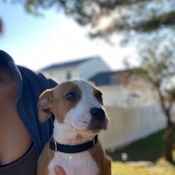 Adopt a dog:Trixie/Staffordshire Bull Terrier/Female/Baby,To apply for adoption: https://goo.gl/AzrASu 

To learn more about each dog please visit us on Facebook! https://m.facebook.com/PPSHDogRescue