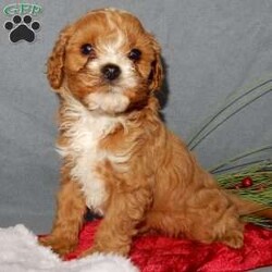 Mittens (micro)/Cavapoo									Puppy/Male	/8 Weeks,Just in time for Christmas!!! My name is Mittens and I’m the sweetest little f1b cavapoo looking for my furever home! One look into my warm, loving eyes and at my silky soft coat and I’ll be sure to have captured your heart already!  I’m very happy, playful and very kid friendly and I would love to fill your home with lots of love this holiday season! I am full of personality, and I give amazing puppy kisses! I will come to you vet checked and  up to date on all vaccinations and dewormings . We offer a 3 year guarantee and  shipping is available! My mother is a 9# cavapoo with a heart of gold and my father is an 8# red mini poodle!!   I will grow to approx.8-9# and I will be hypoallergenic and nonshedding! !!… Why wait when you know I’m the one for you? Call or text Martha to make me the newest addition to your family and get ready to spend a lifetime of tail wagging fun with me!   (7% sales tax on Ohio transactions) www.puppyloveparadise.com