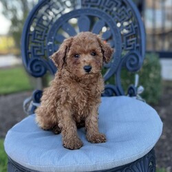 Lance/Miniature Poodle									Puppy/Male	/10 Weeks,To contact the breeder about this puppy, click on the “View Breeder Info” tab above.