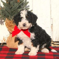 Mike/Mini Bernedoodle									Puppy/Male	/8 Weeks,Say hello to your new best friend, Mike! This sweet Miniature Bernedoodle puppy is family raised with children and is so ready to meet his forever family. Mike has been checked by a vet and is up to date on shots & wormer, plus the breeder provides a 1-year genetic health guarantee. Also, his mother is on the property and available to meet. If you want to learn more about this happy guy and how you can bring him home, please call Steven today!