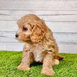 Rocky/Cavapoo									Puppy/Male	/8 Weeks,Hi my name is Rocky! I am a red cavapoo. I love to play and cuddle. I am family raised with young children, and socialized. I am vet checked and microchipped. I am up to date on all vaccinations and de-wormer. I come with a one year genetic health guarantee. Please call or text Aaron for more information or more picutres. 