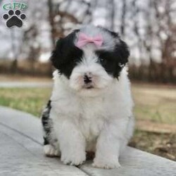 Layla/Portuguese Water Dog									Puppy/Female	/10 Weeks,Want to add a new fur baby to your family? Our little Layla is waiting just for you. She is the sweetest little fur ball you will find. On most days you can find her tussling with her siblings and exploring all new things. She is a people pleaser. She loves nothing more than sitting in your lap and covering you in kisses. Her coat is so soft and fluffy, perfect to snuggle on chilly evenings. This puppy is raised on love and has been introduced to everything a little puppy should be. Layla is the little runt of the litter. She will stay a very small size. Our vet has declared her free of any health issues. Despite her small size, she is one ornery little puppy. She is so full of life and will always greet you with a happy bounce. Momma is a beautiful Black and White AKC Portuguese Water Dog named Cocoa. She is always so sweet and calm. Dad is a Chocolate and white dog who will do anything to please his master. Both their personalities have been passed on to the puppies and that is just what we were hoping for. Calm, sweet, loving and very obedient. Our puppies join their new families microchipped, up to date on all shots and dewormer, a vet check done to make sure they are in great health. We also include our one year health guarantee. Reach out to me for any more information. We do require a $200 deposit once you have picked out your new puppy. Call or text me today to find out more.